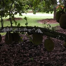 Fruit and Spice Park