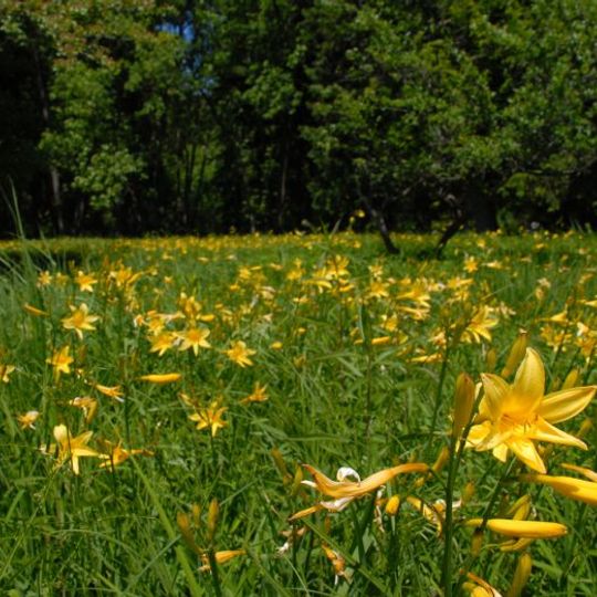 Pomnik Przyrody Taglilienfeld