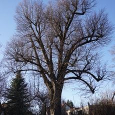 Lípa v Horské ulici