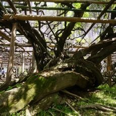 Wisteria in Ushijima