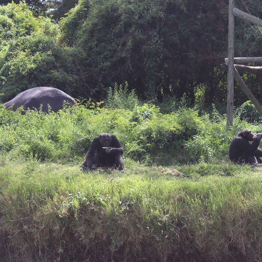 Chimpanzee Enclosure
