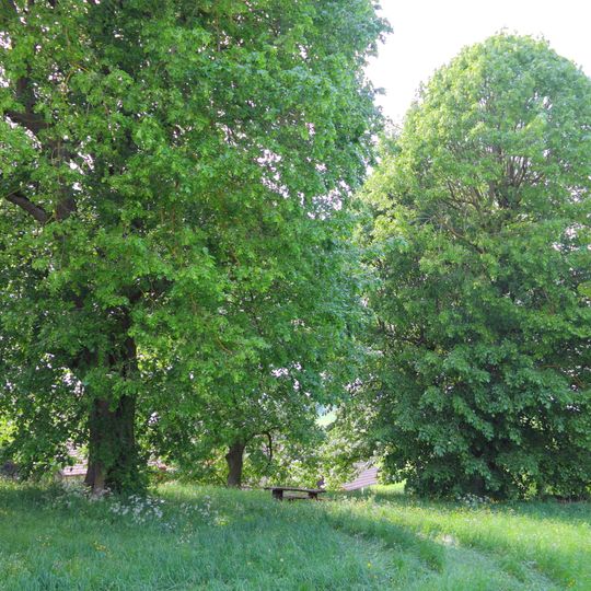 Linden Mittelweg