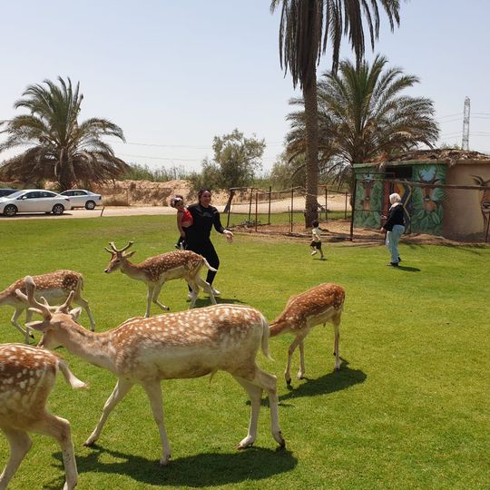 أفريكا سفاري بارك