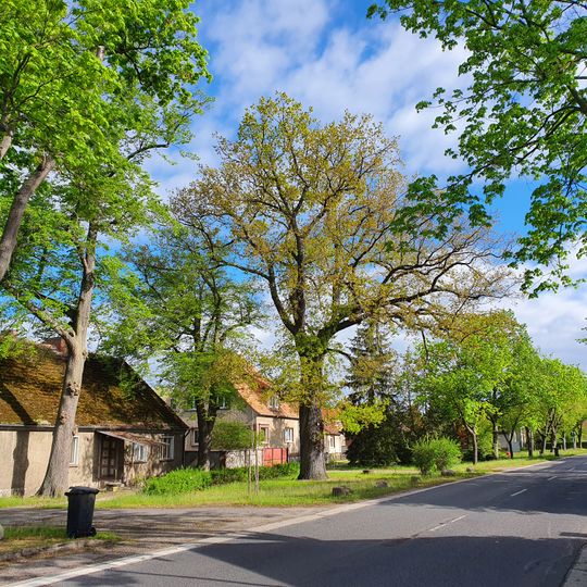 Naturdenkmal Stieleiche auf dem Dorfplatz in Briesensee