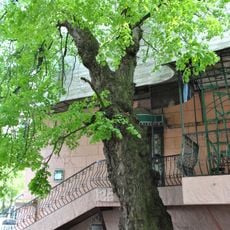 Tilia cordata in Ternopil