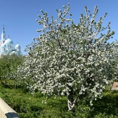 Upper garden, Valaam