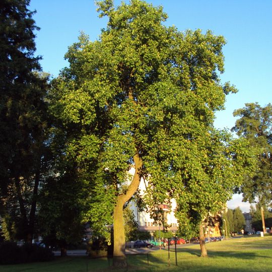 Liliovník Česká Lípa