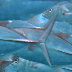 Sipadan