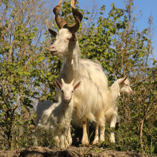 Parc Animalier Le Theil