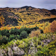 Bidueiral de Montederramo