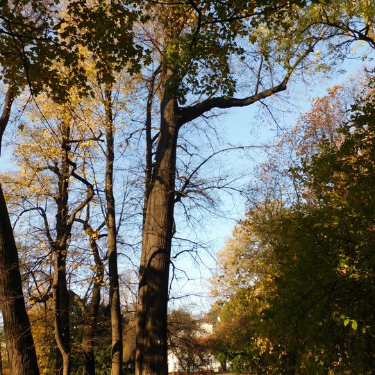 Monumental linden tree in Kombatantów Park
