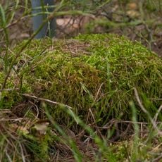 Grenzstein Untere Gemeinde, Hundertmorgen in Seukendorf