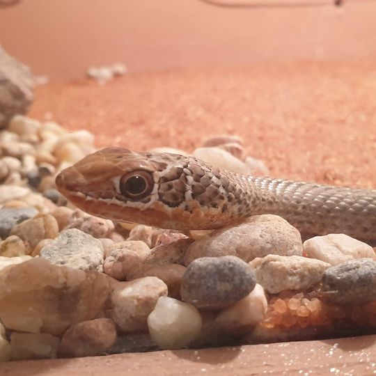The Living Desert Snake Park