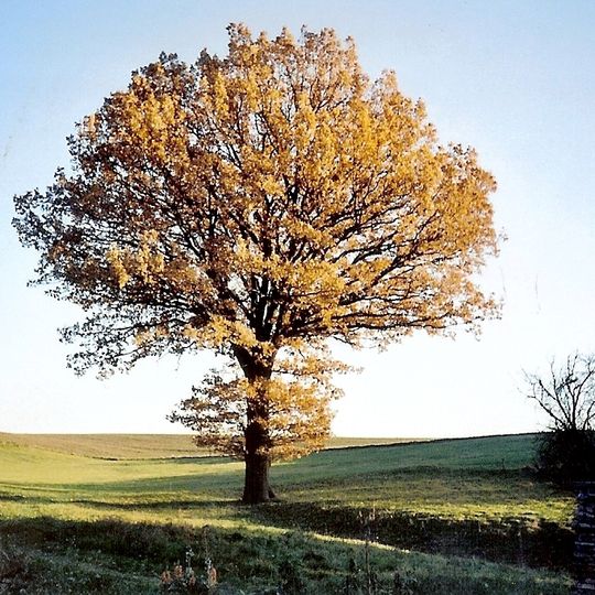 Oberlausitzer Bergland
