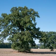 Stieleiche in Hagenau