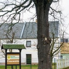 Oak (south) in Frauwalde