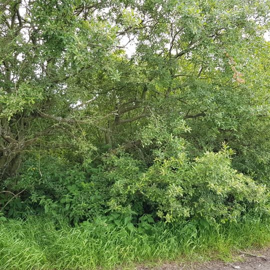 Boundary Marker 38, Ashtown, Aberdeen