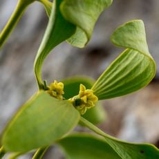 Teufelsloch-Kaltenwang