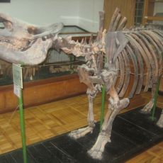 Binegadi 4th Period Fauna and Flora Deposit