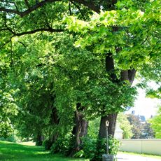 Lindenallee am Schloss Blankenhain