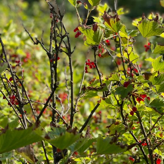 Фруктовый сад