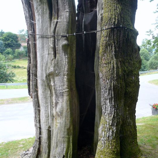 Dicke Eiche bei Airlenbach