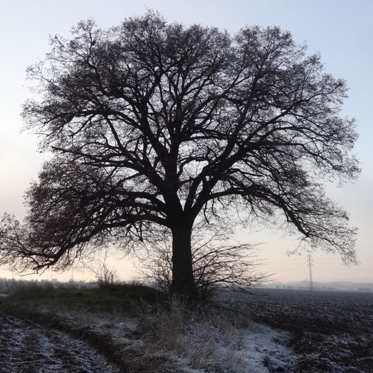 Lípa v poli u Holyně