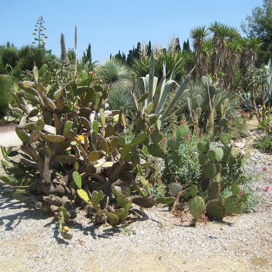 Jardin exotique de Ponteilla