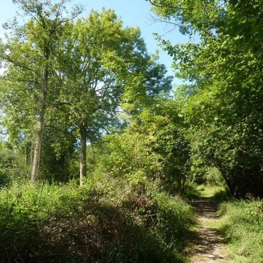 Bradfield Woods