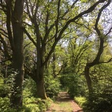Eichen- und Buchenwälder in der Göhrde
