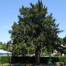 Zwei Eiben in Attersee