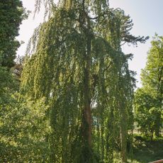 Buk lesní v podzámeckém parku