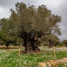 La Jana Ancient Olive Trees