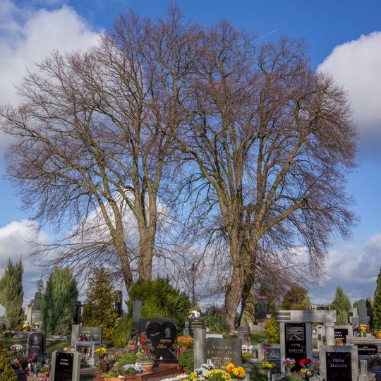 Lípy na hřbitově v Mečeříži