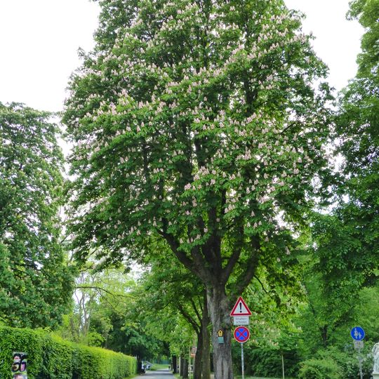 Rosskastanien-Allee Blüherstraße