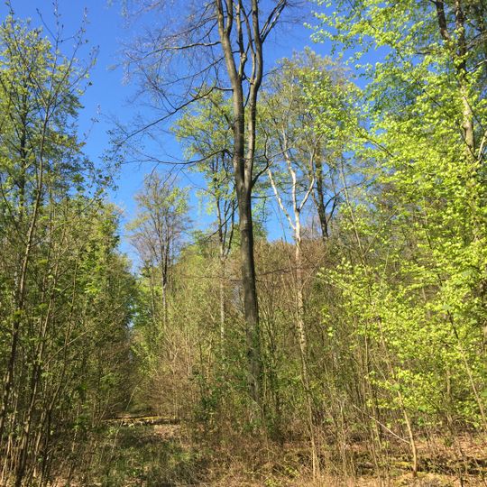 Buchenwälder im Rosengarten