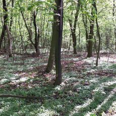 Rezerwat przyrody Łęg na Kępie w Puławach