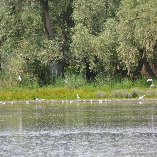 Hinterer Roxheimer Altrhein