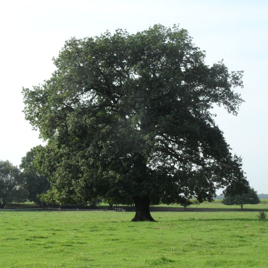 Dub letní na louce u Labe