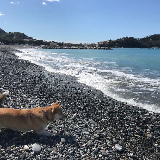Spiaggia per cani