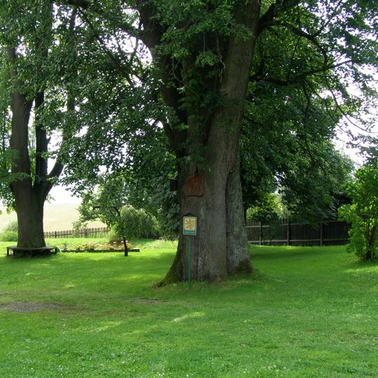 Lípa u polesí u Mizerů