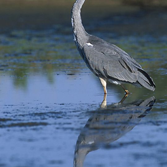 Rezerwat przyrody Zatoka Elbląska