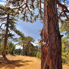 Giant Black Pine