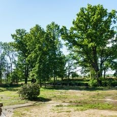 3 Quercus robur in Dröschkau