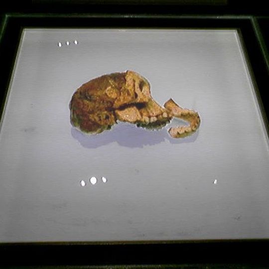 Taung