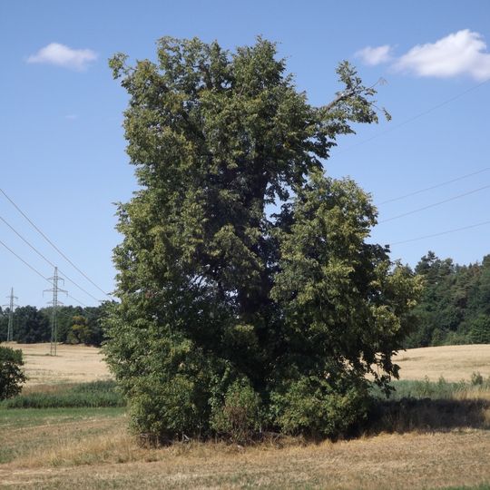 Lípa u Planinského rybníka