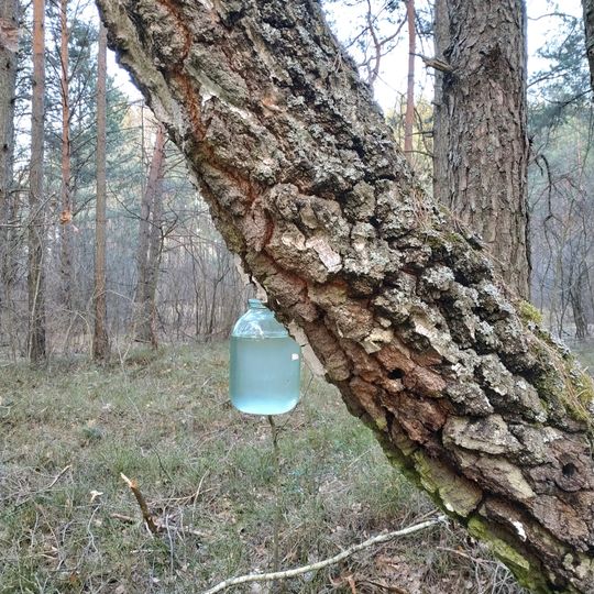 Маневицький лісовий заказник