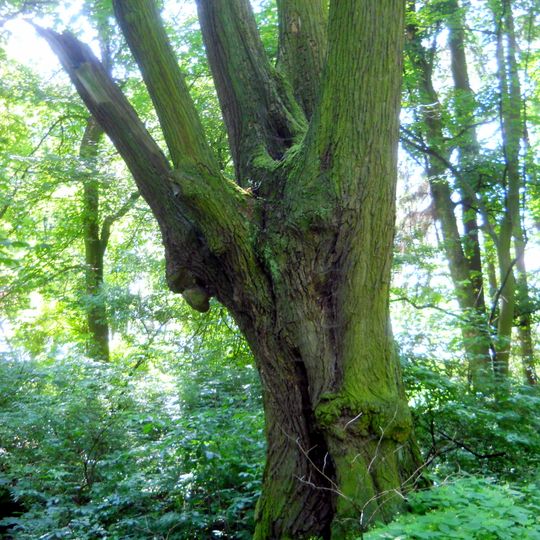 Svícnová lípa Na Hradě