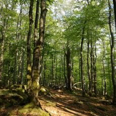 Buchberg-Gipfel SW von Reicholdsgrün