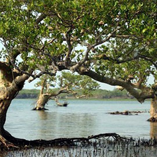 Dongzhai Port Nature Reserve